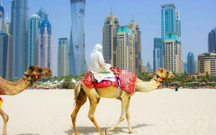 Верблюд в ОАЭ