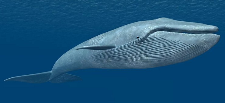 Синий кит 