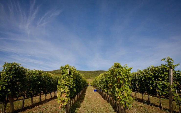  Чудесный вид на виноградники и холмы региона Токай 