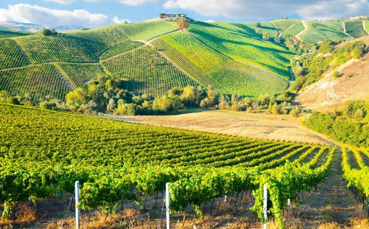 Виноградники — гордость и визитная карточка Италии