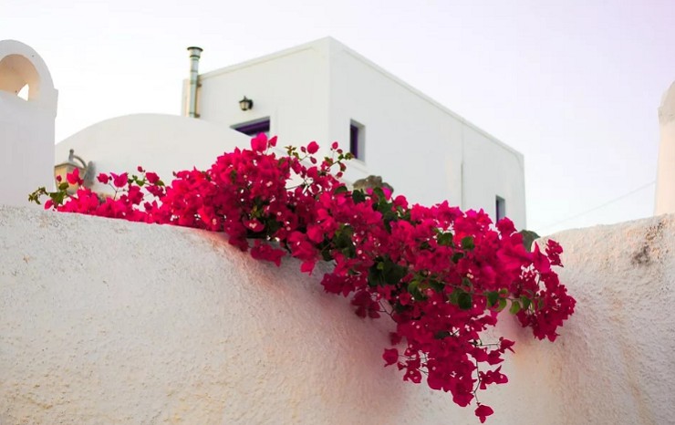 Цветы в Греции можно встретить повсюду