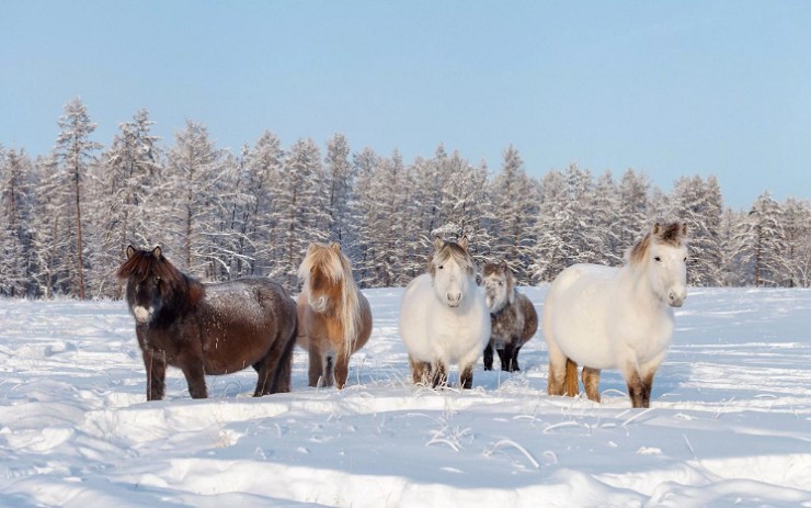 Якутская лошадь легко переносит сильные морозы благодаря толстой шкуре с густым волосяным покровом