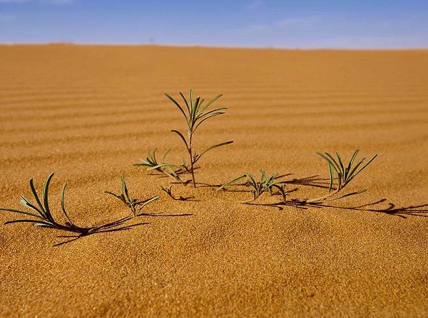 растения в пустыне