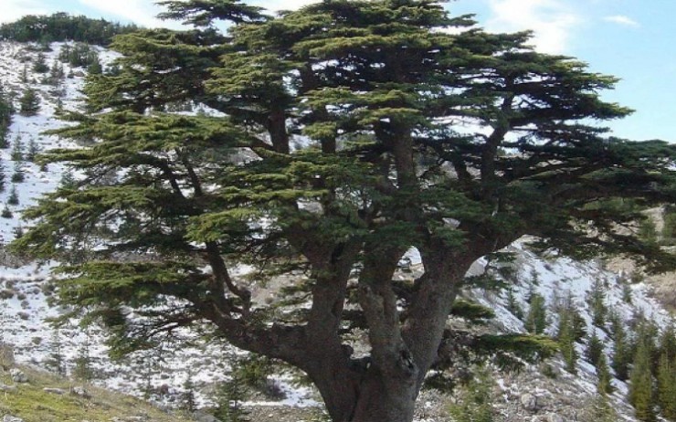 Ливанский кедр — национальный символ страны
