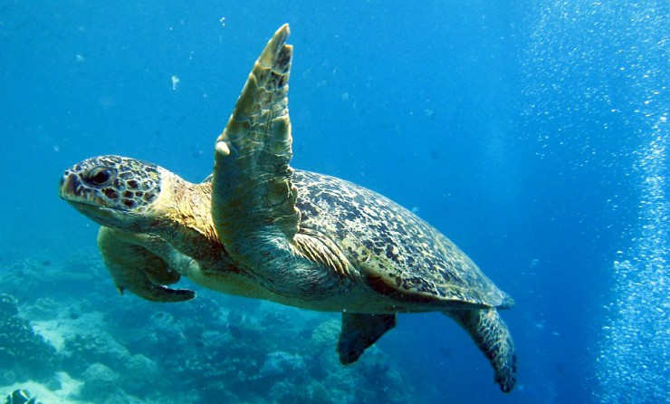 Морская черепаха у берегов острова Сипадан