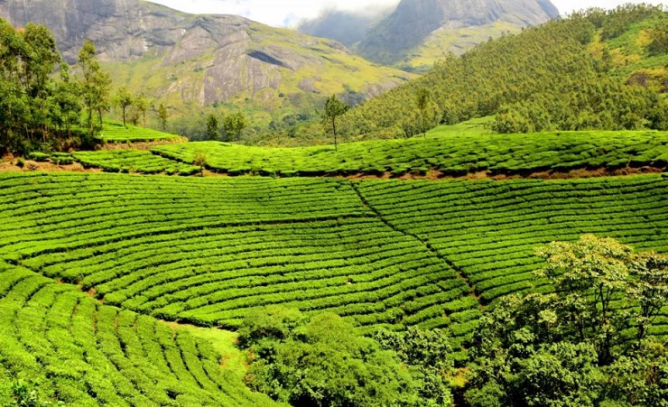 Плантации зеленого чая на склонах Западных Гат