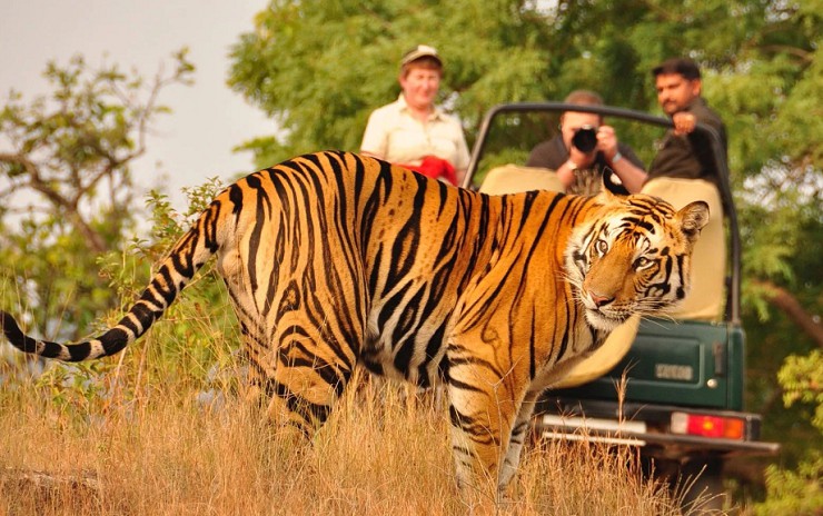 В национальных парках Индии можно полюбоваться бенгальскими тиграми