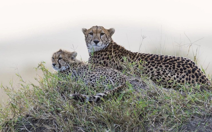 Гепард с детенышем на территории самого известного в Кении заповедника «Масаи-Мара»