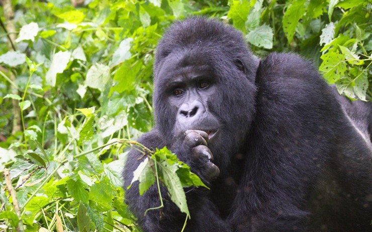 В национальном парке «Бвинди» обитает очень редкий вид горилл
