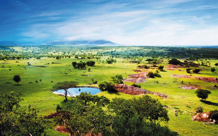 Цветущая саванна в Танзании — удивительно красивое зрелище
