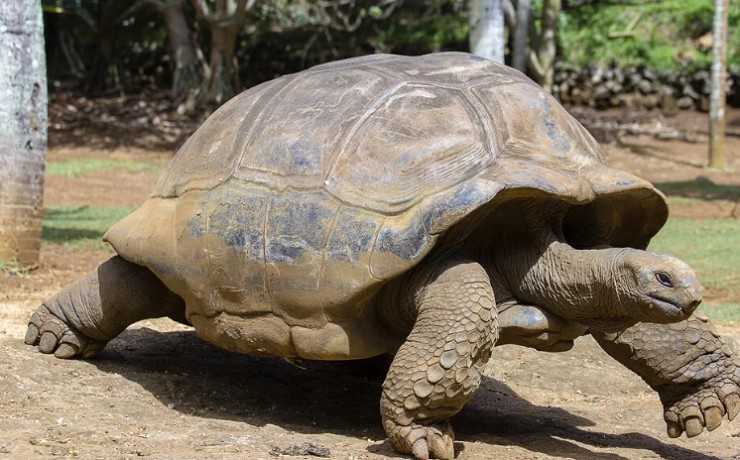 Гигантская черепаха в заповеднике имени Франсуа Лега на острове Родригес