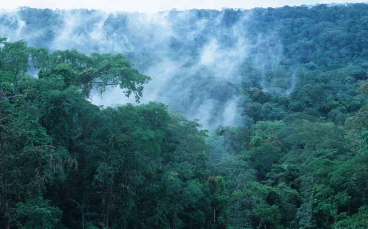 Влажные экваториальные леса Камеруна и Конго по густоте могут поспорить лишь с амазонской сельвой