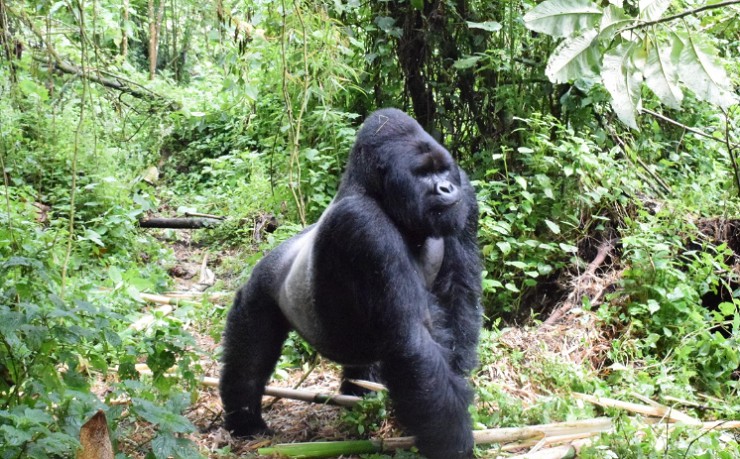 В парке Кахузи-Биега живет редкий вид горилл