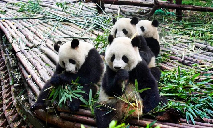 Близ города Чэнду находится питомник по разведению панд