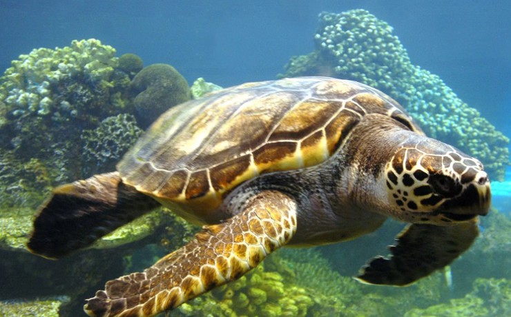 У берегов Юкатана можно встретить больших черепах