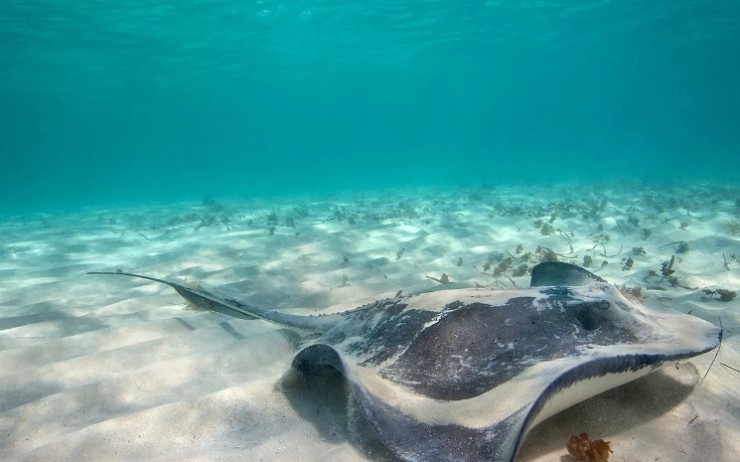 В прибрежных водах острова Кокос можно встретить скатов, дельфинов и осьминогов
