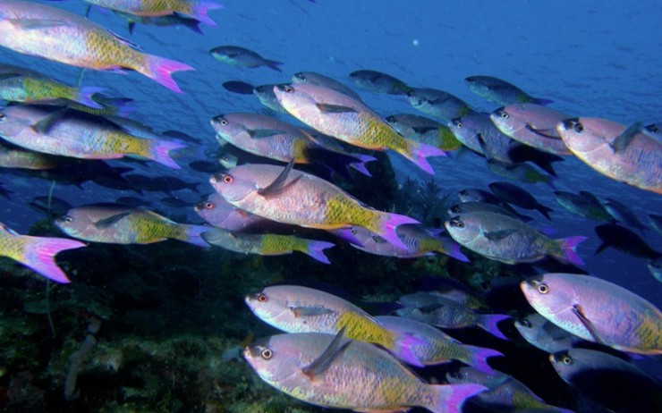 Подводный мир у островов Бэй поразит даже опытных ныряльщиков
