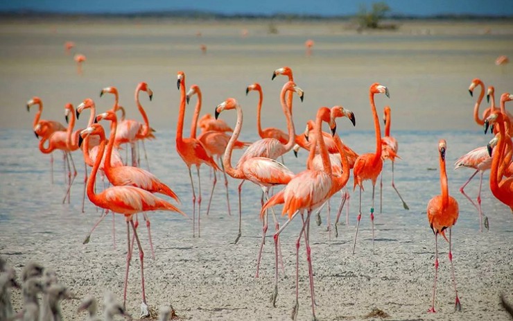 На Большом Инагуа можно понаблюдать за фламинго — символом Багам