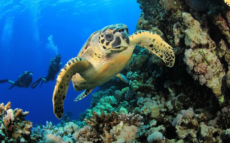 Среди кораллов у берегов Багамских островов обитают черепахи и осьминоги