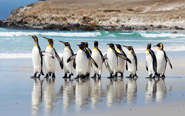 На Фолклендских островах живут колонии пингвинов