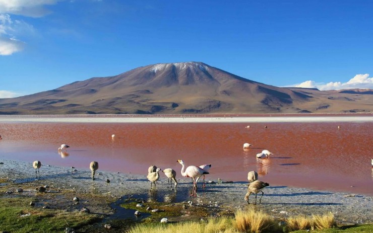 Фламинго в водах соленой лагуны Колорадо в Боливии