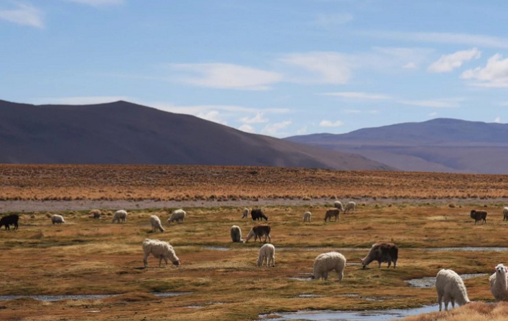 Ламы на боливийском плато Альтиплано