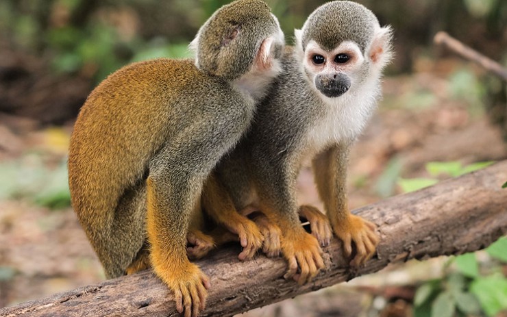 На острове Исла-де-Лос-Микос около Летисии живут тысячи обезьян
