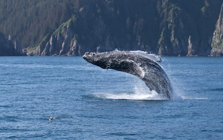 Горбатые киты демонстрируют свое изящество у берегов городка Харви-Бей