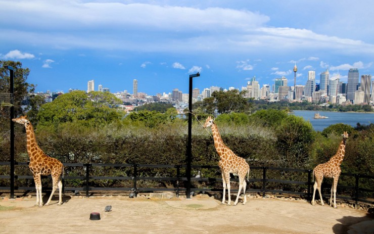  Вид на Сидней из крупнейшего городского зоопарка «Таронга»
