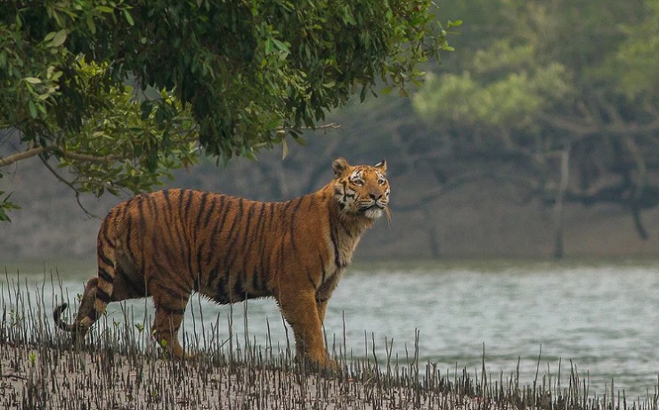  Национальный парк «Сундарбан»