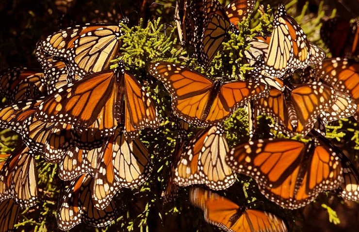 Бабочки-монархи