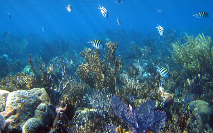Подводный мир Бермудских островов
