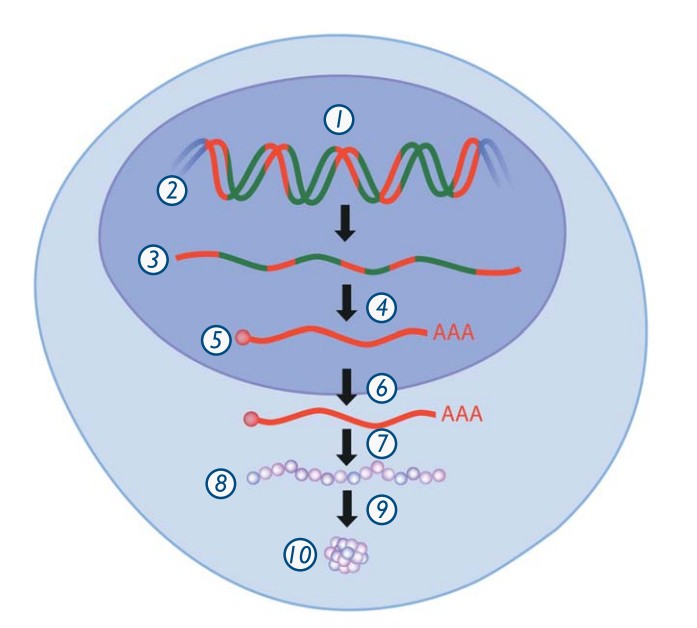 Синтез белка в живой клетке