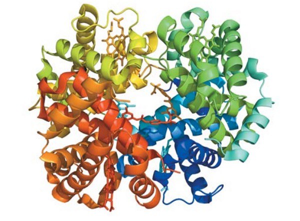 Сложная четвертичная структура белка, то есть состоит из четырех молекул третичной структуры