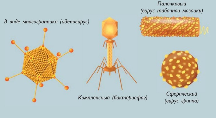 Размеры и формы вирусов