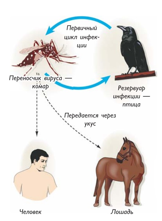 Схема распространения вируса (на примере вируса лихорадки Западного Нила)