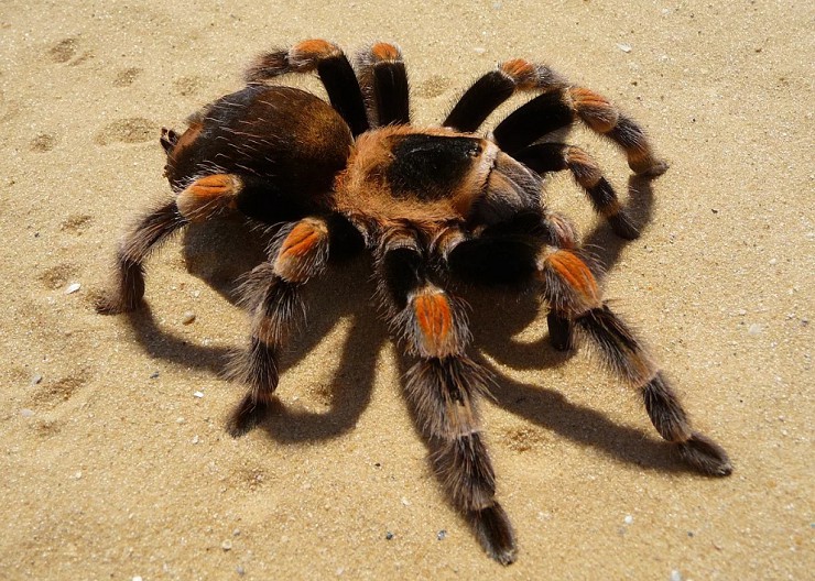 Тарантул — крупный ядовитый паук