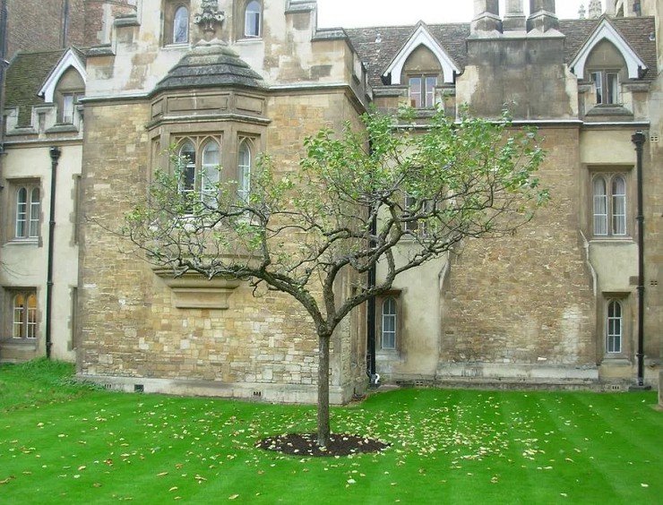 Яблоня Ньютона в Кембридже, Великобритания