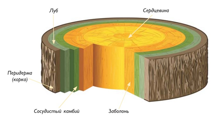 Схема строения ствола дерева