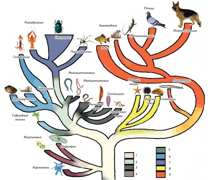 Схема развития животного мира