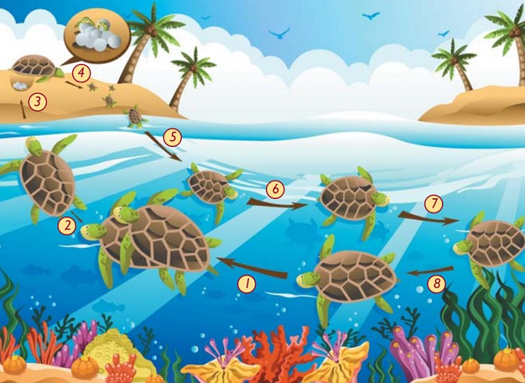 Жизненный цикл морских черепах