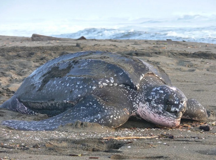 кожистая морская черепаха