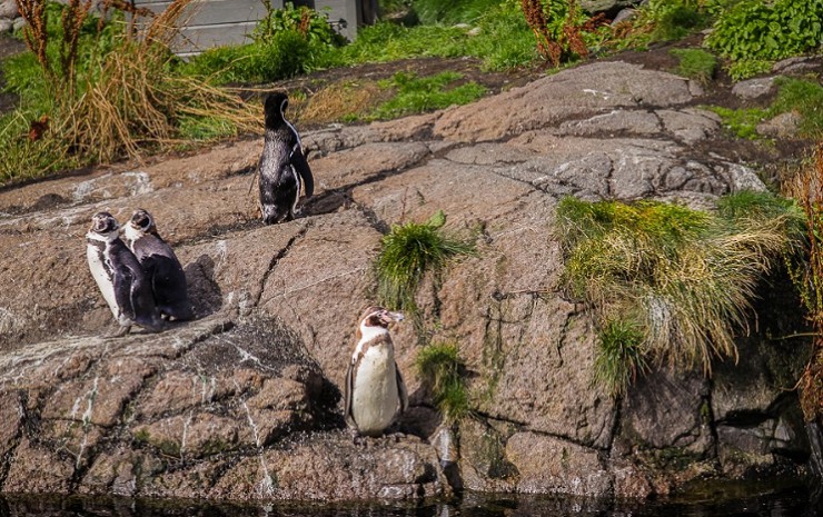 Семья пингвинов в аквариуме Олесунна