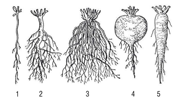 Типы корневой системы
