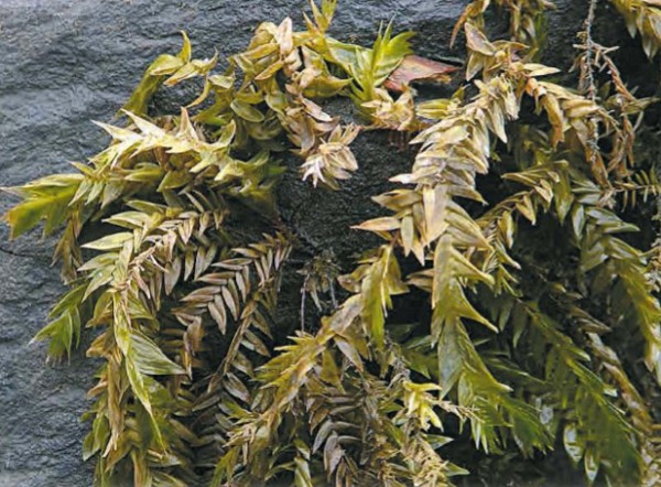 Ярко-зеленый водяной мох фонтиналис