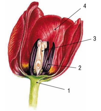 Основные части цветка