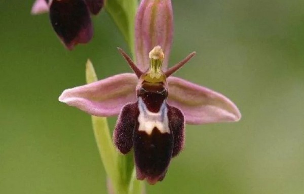 Бархатистый цветок орхидеи из рода офрисов