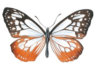 бабочка данаида