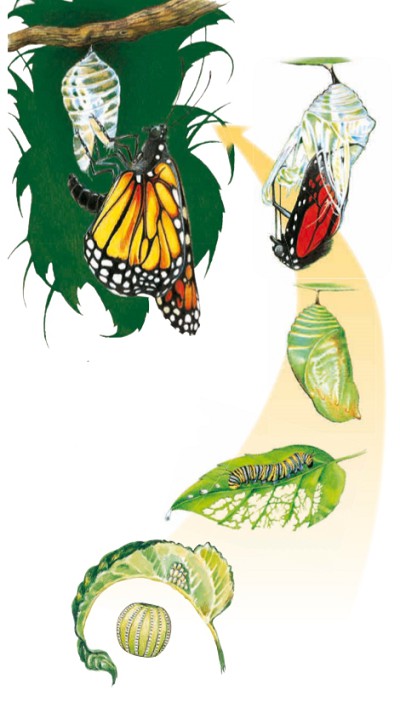 Бабочка проходит несколько стадий развития