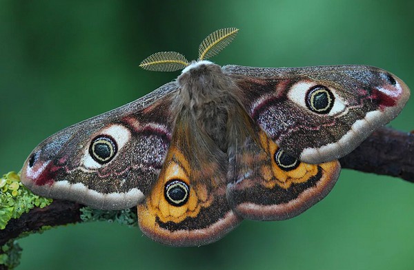 Самец бабочки большой ночной павлиний глаз